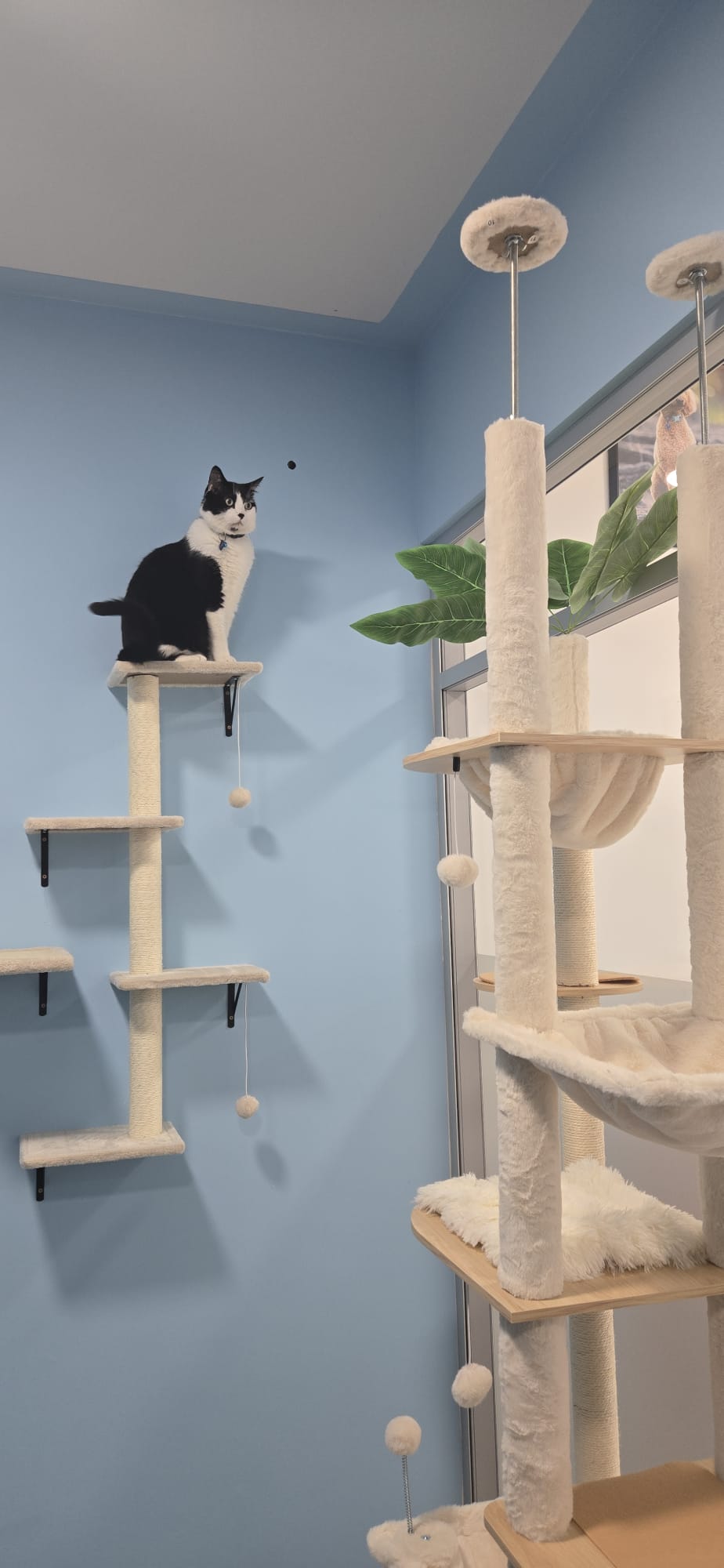 Happy cat lounging in suite
