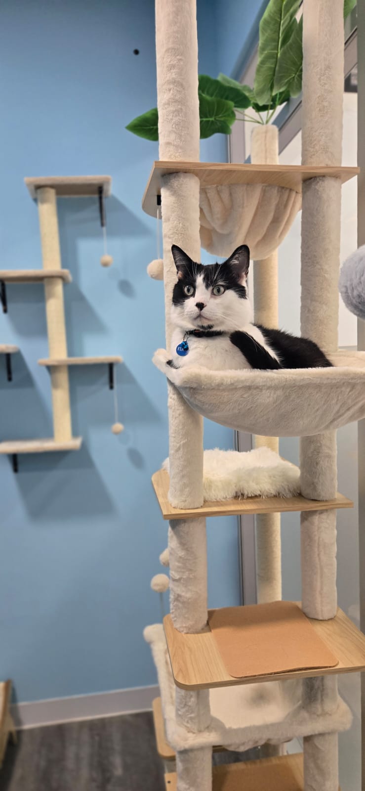 Happy cat lounging in suite