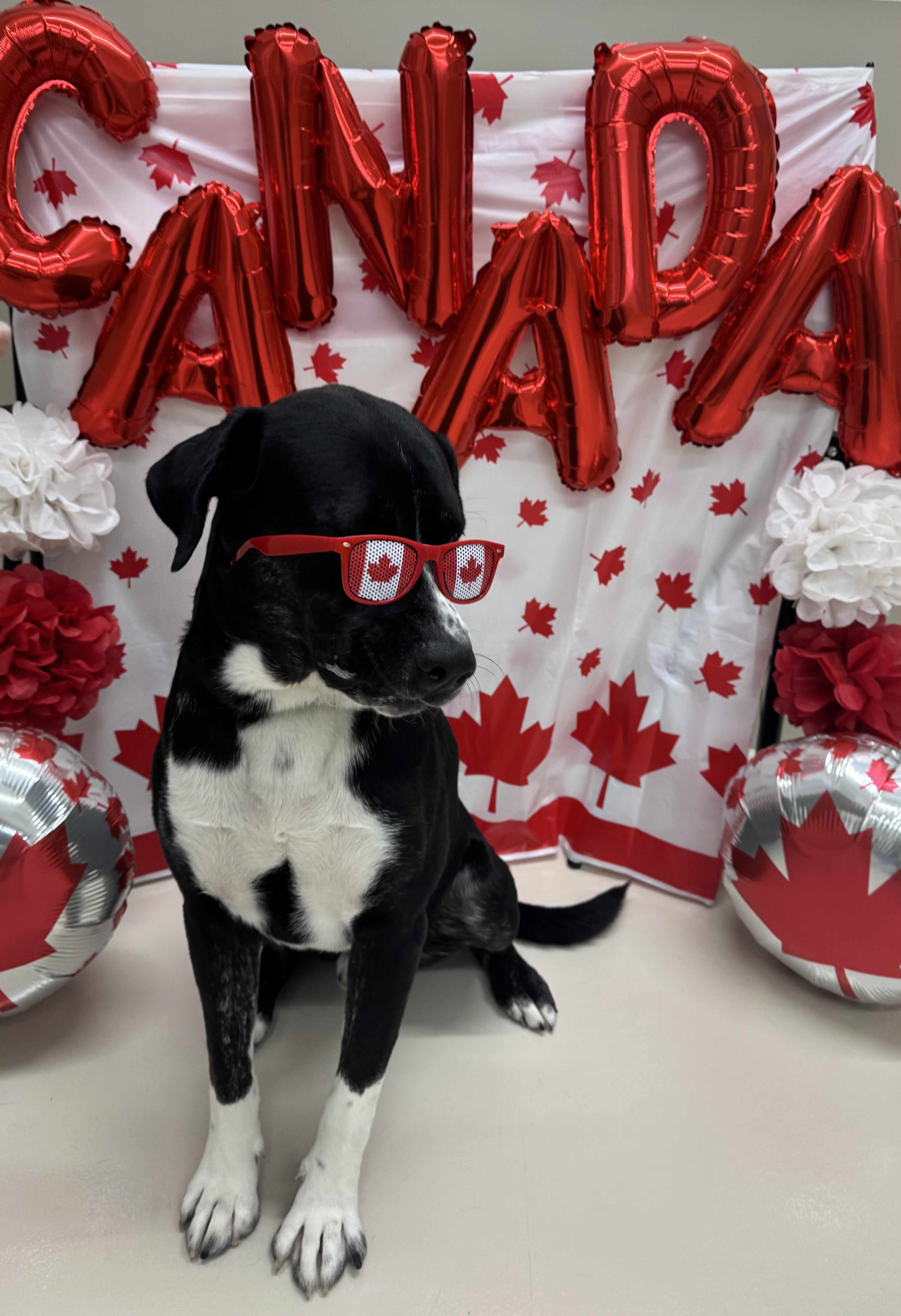 Dog Birthday Party Room