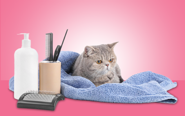 cat grooming