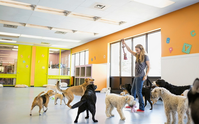 pet grooming