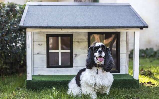 pet grooming