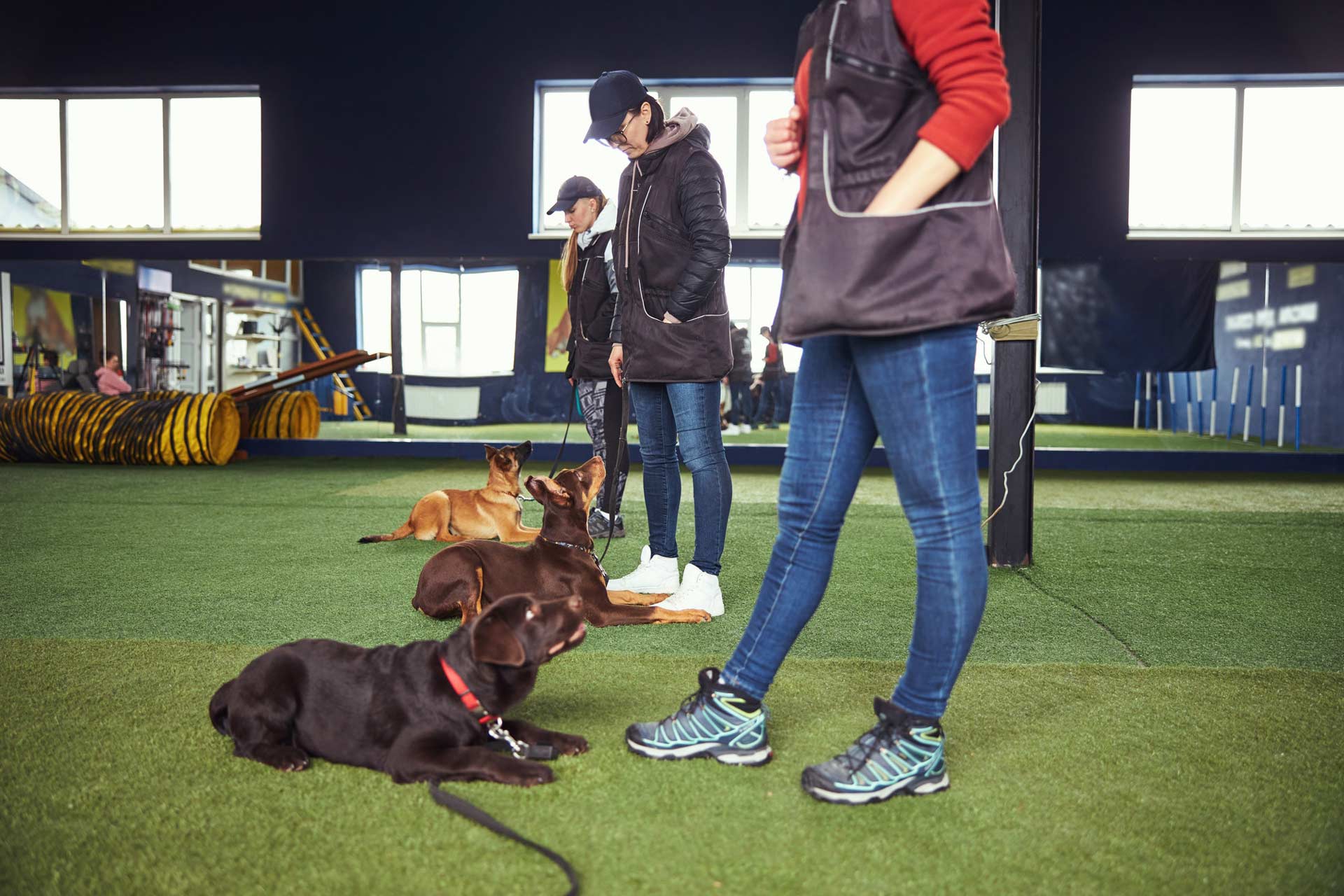 Dog Training Calgary
