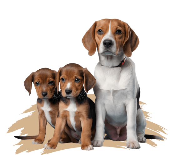 Dog daycare in Calgary