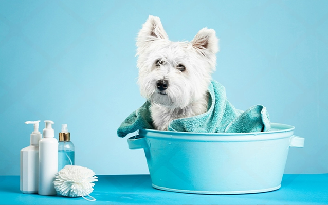 pet grooming